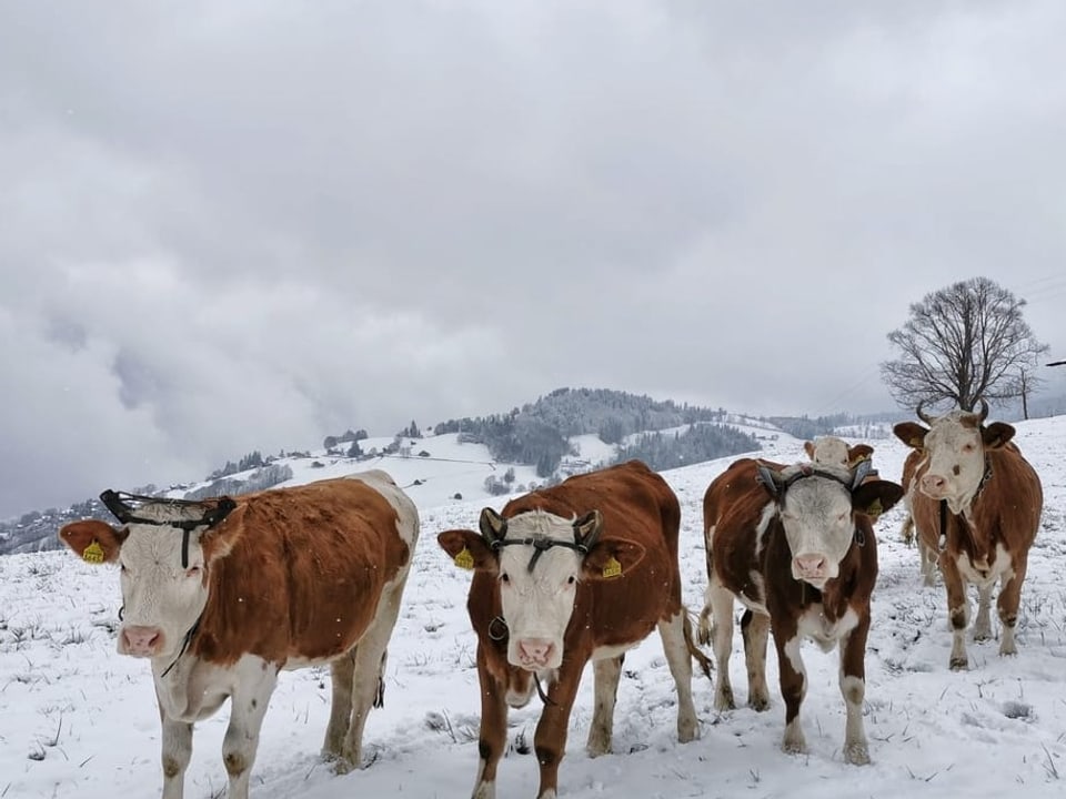 2. April: Sigriswil / BE Kühe im Schnee