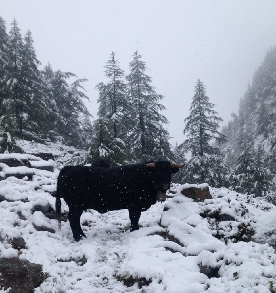 Ein Rind im Schnee.