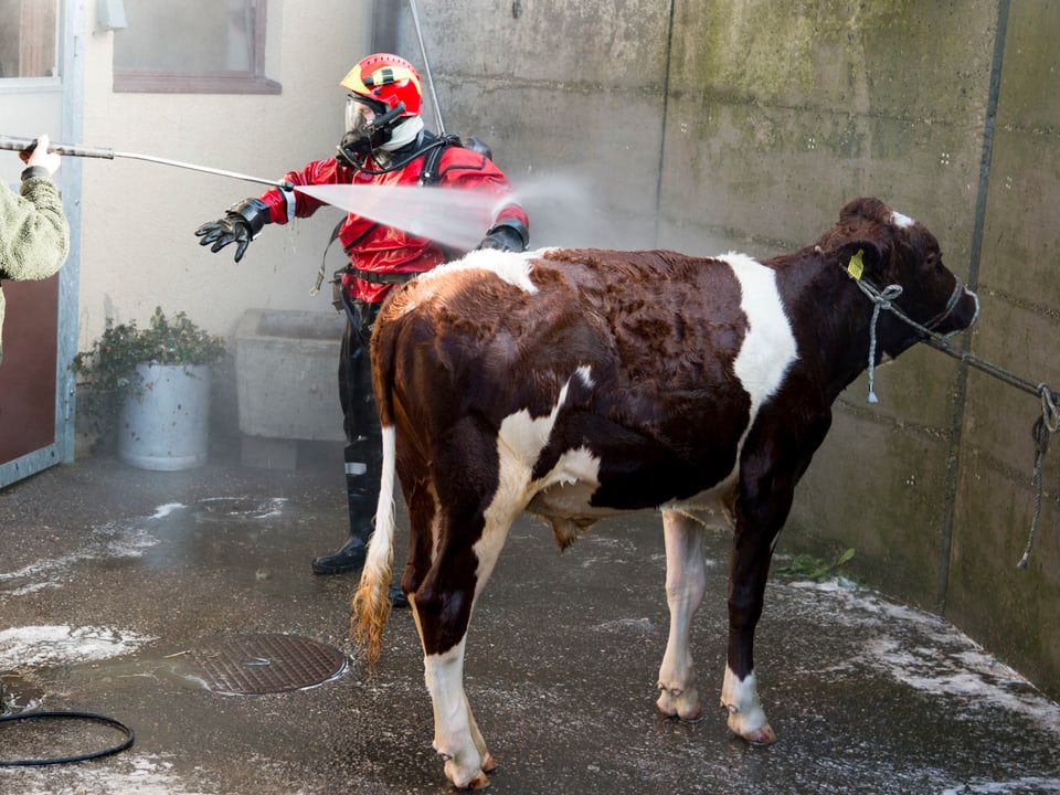 Stier und Feuerwehrmann beim Duschen.