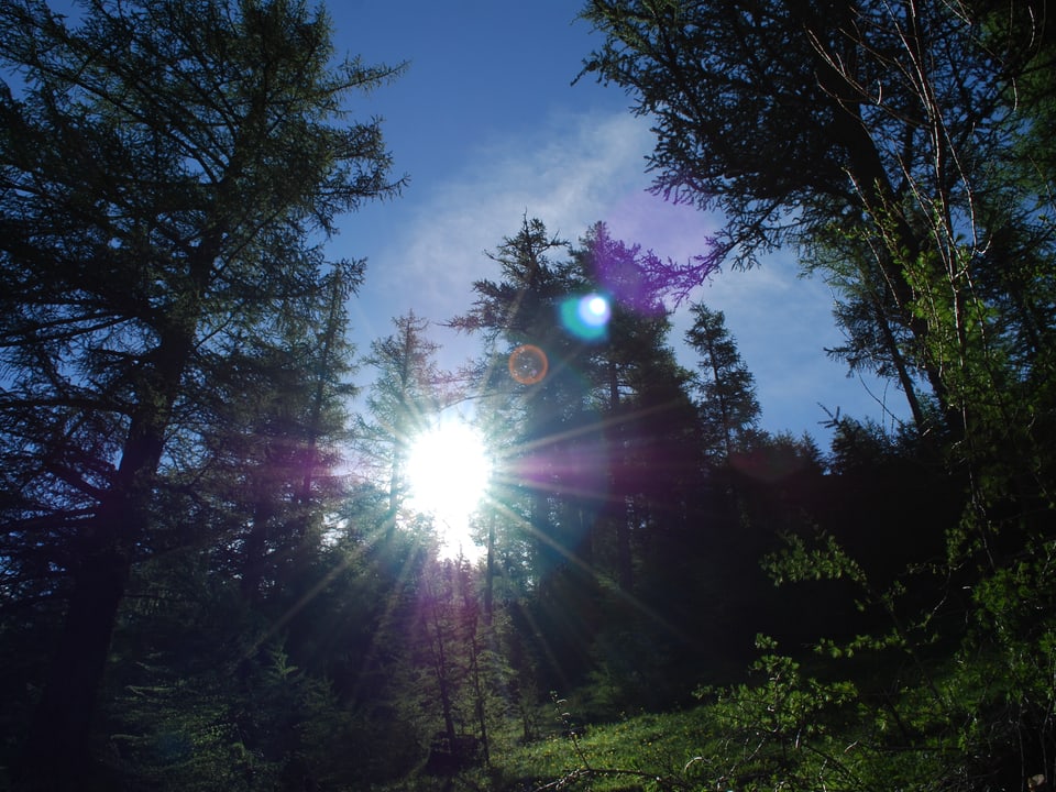 Sonnenstrahlen durchbrechen die Bäume des Waldes. 