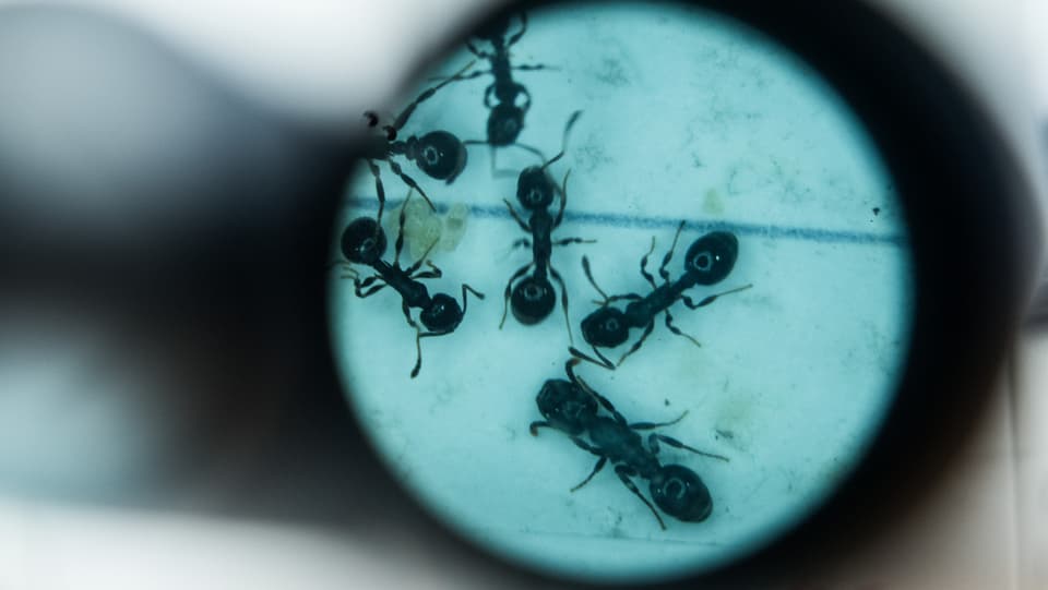Ameisen durch das Mikroskop betrachtet.