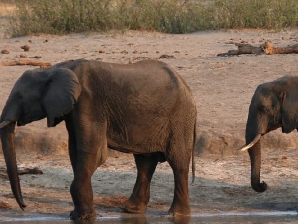 zwei Elefanten in Savanne