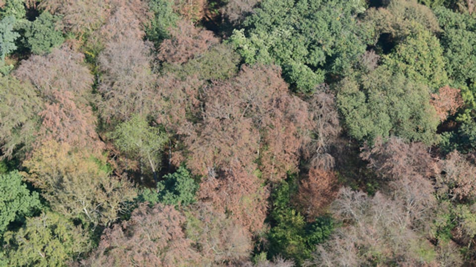 Der Hitzesommer 2018 hat im Wald deutliche Spuren hinterlassen.
