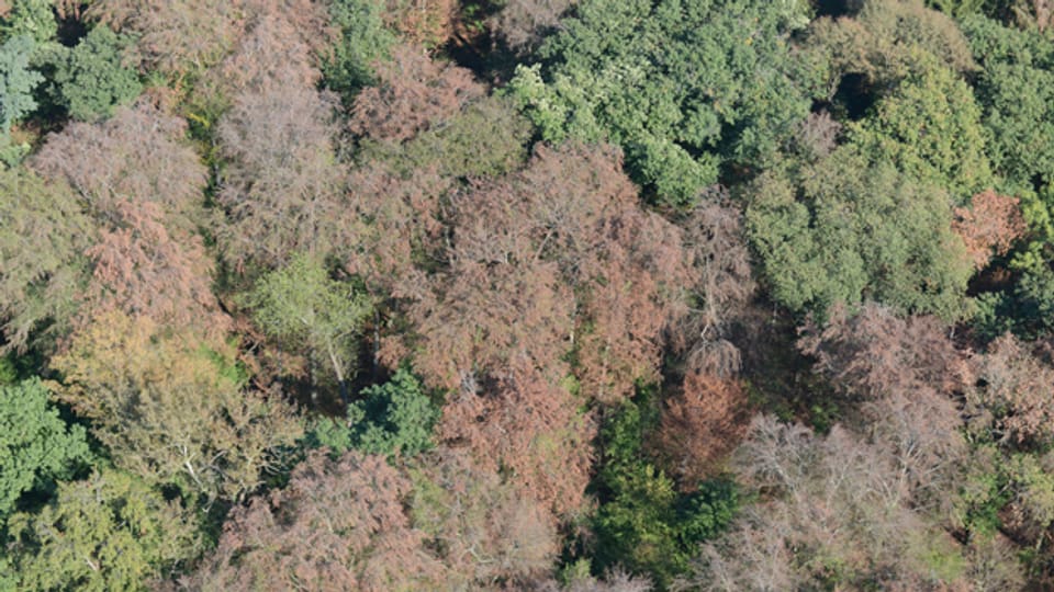 Der Hitzesommer 2018 hat im Wald deutliche Spuren hinterlassen.