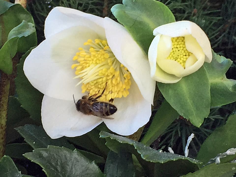 Eine Biene auf einer weissen Christrosel