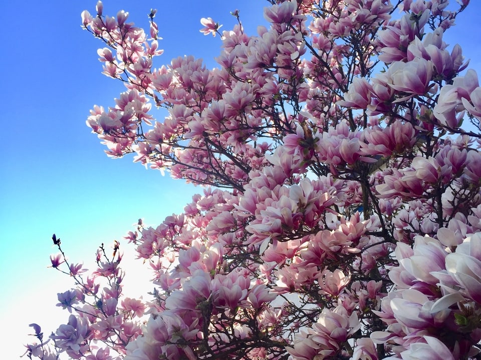 Stäfa/ZH: Prächtiger Magnolienbaum blüht rosa vor blauem Himmel.