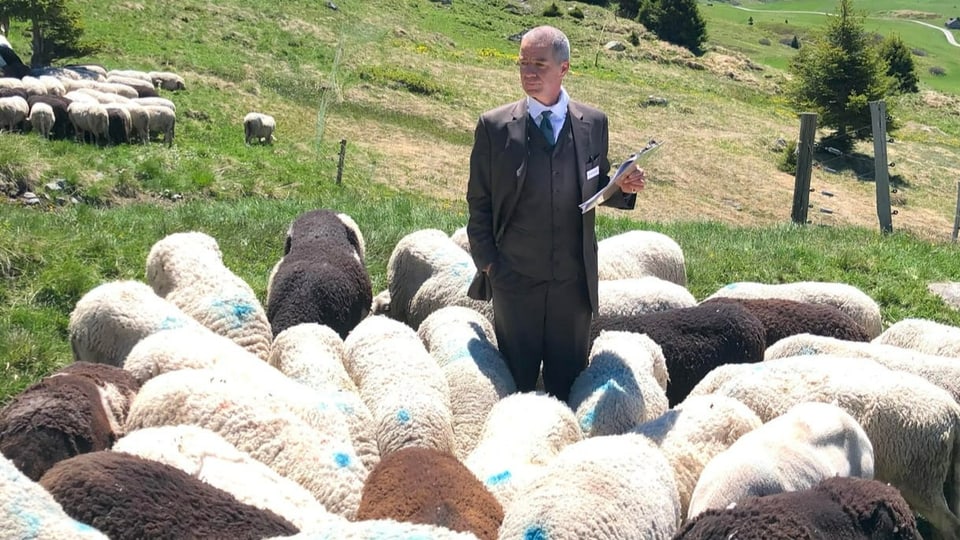 Ein Mann im Anzug steht auf einer Weide umgeben von verschiedenfarbigen Schafen.