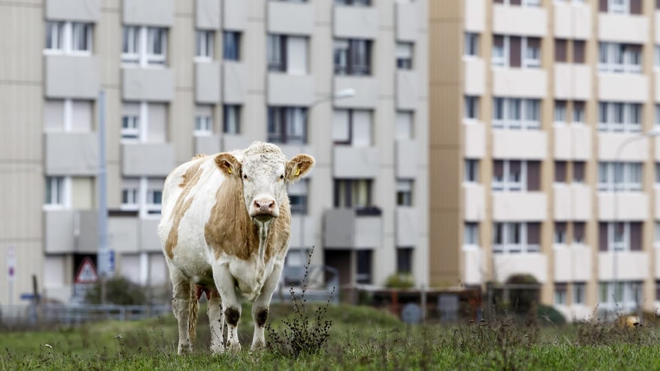Eine Kuh steht vor einem Wohnblock.