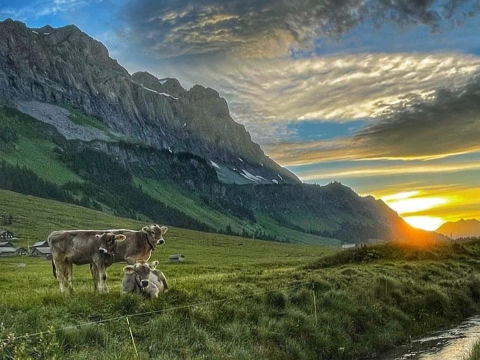 Farbiger Sonnenaufgang in grünem Alpental mit Bach und Kühen.