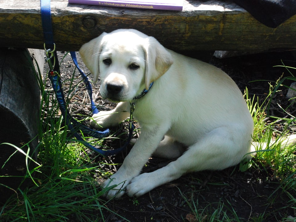 Labrador Welpe sitzt unter einer Holzbank