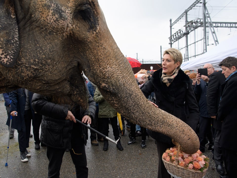 Elefant mit Karin Keller-Sutter.