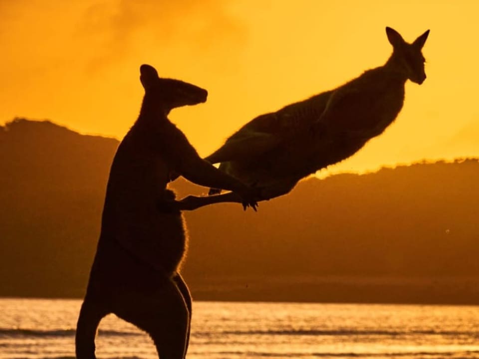 Zwei Wallabies in Australien bei Sonnenuntergang