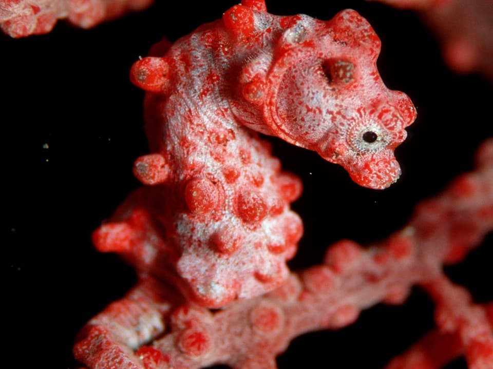 Ein Zwerg-Seepferdchen ruht auf einem Korallenast.
