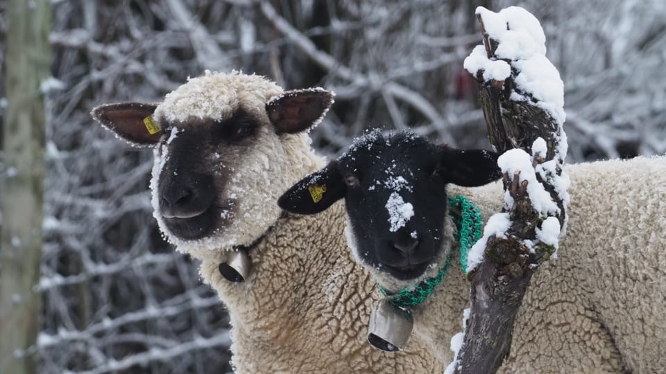 Zwei Schafe mit etwas Schnee auf dem Fell.