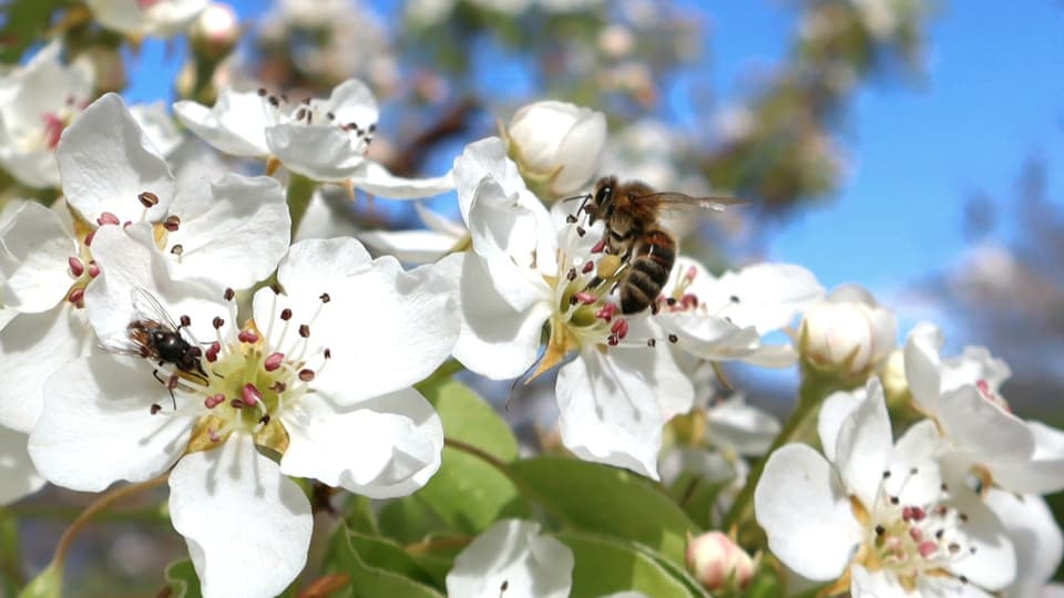 Biene setzt sich auf Blühte