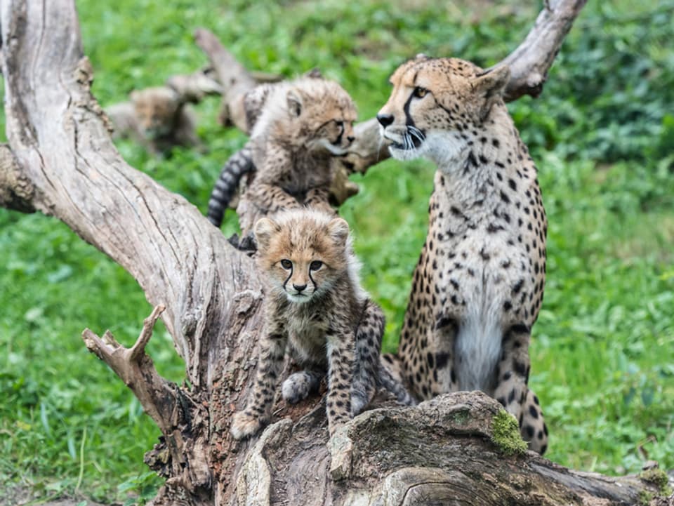 Eine Gepardenmutter mit zwei Gepardenkindern auf einem Baum.