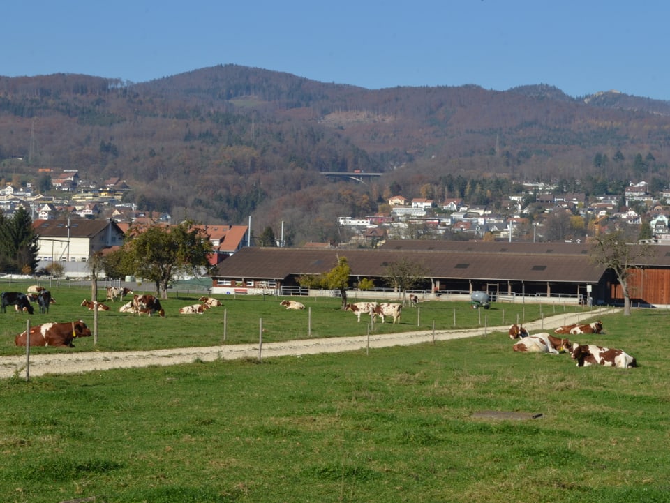 Landwirtschaftsfeld mit Kühen, dahinter ein Bauernhof