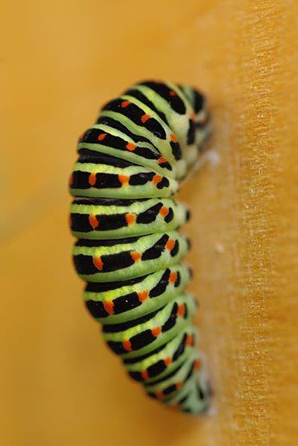 Ausgewachsene, vier Zentimeter lange, orangegepunktete Schwalbenschwanz-Raupe mit schwarzen und hellgrünen Quer-streifen.