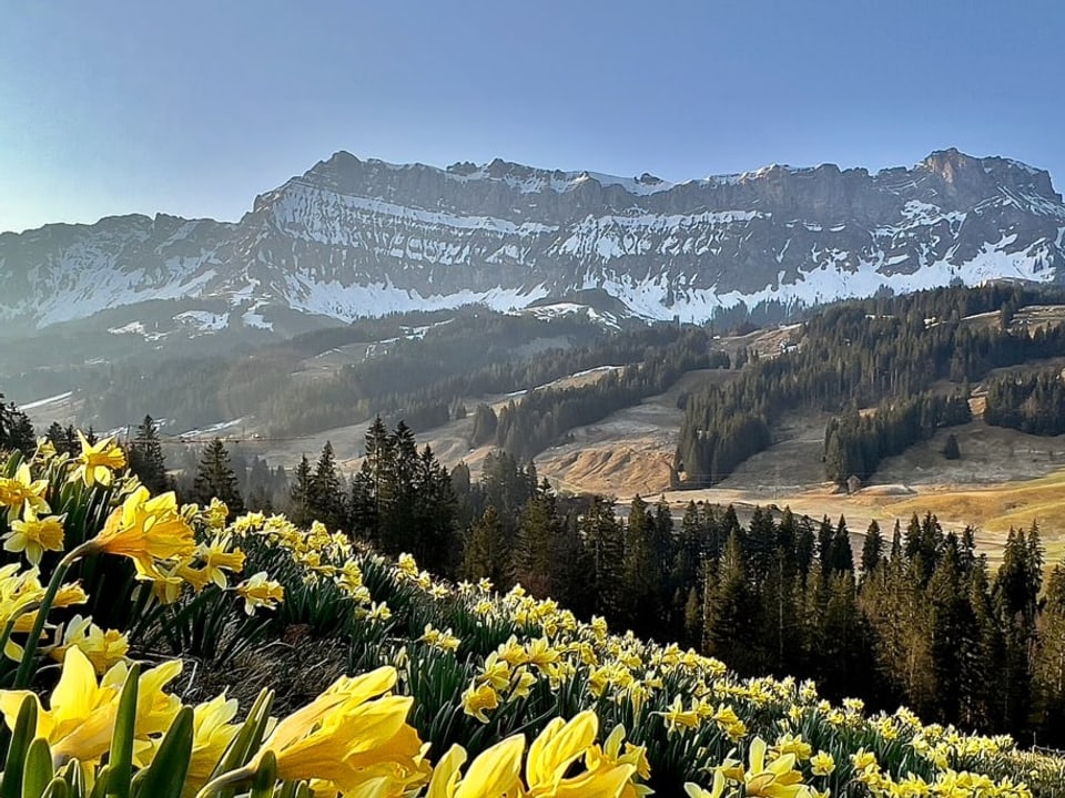 Sonnenaufgang über gelber Frühlingswiese mit Blick auf Hügel und Bergkette mit Schneeresten.
