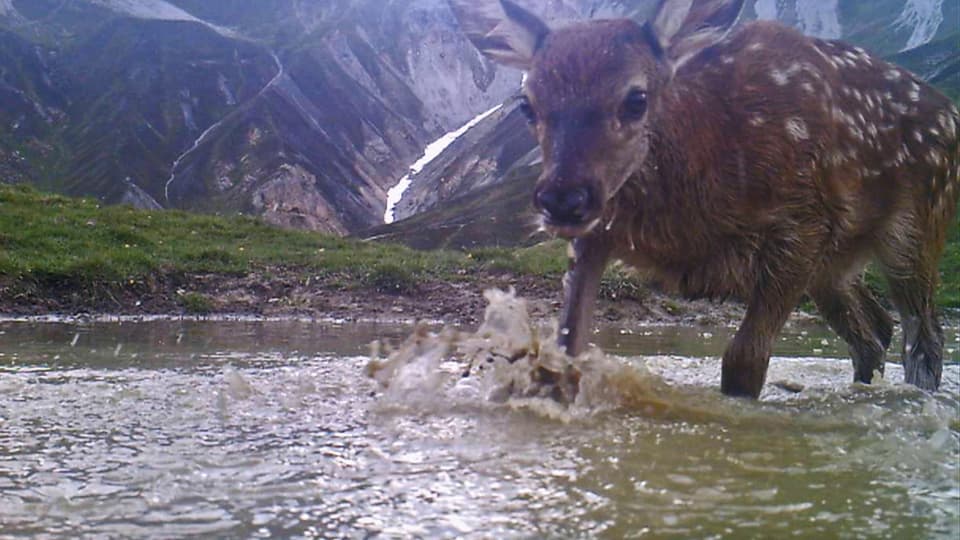 Ein nasses Hirschkalb steht im Wasser und schaut neugierig in die Kamera.