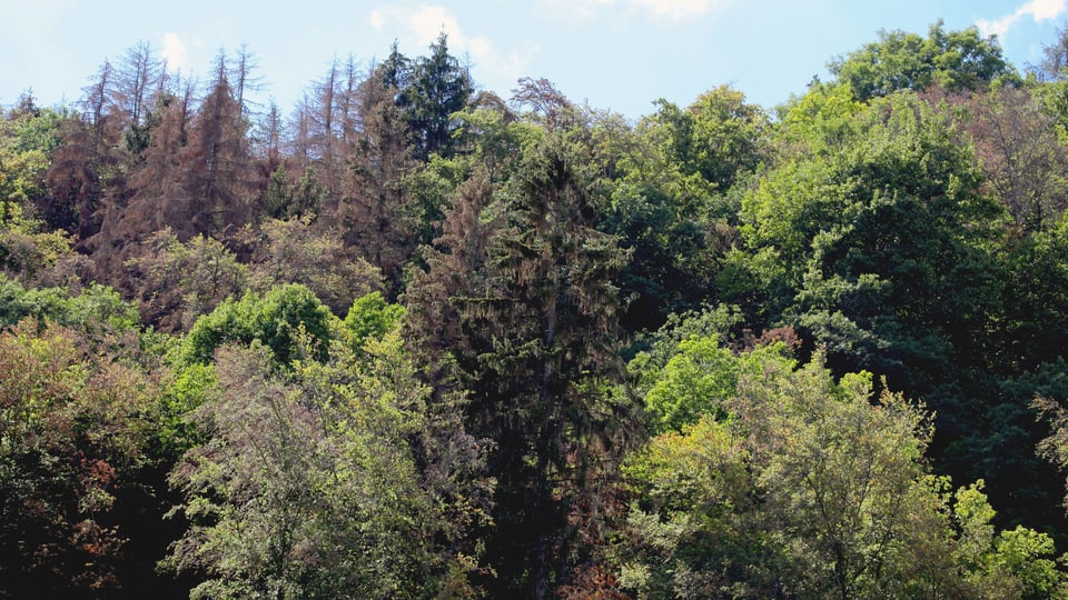 Ein Mischwald mit einigen verdorrten Laub- und Nadelbäumen