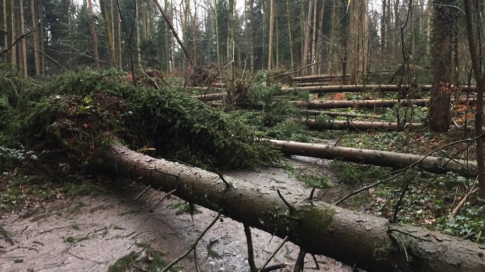 Reihenweise umgestürzte Bäume am 4. Januar in Hünenberg/ZG.
