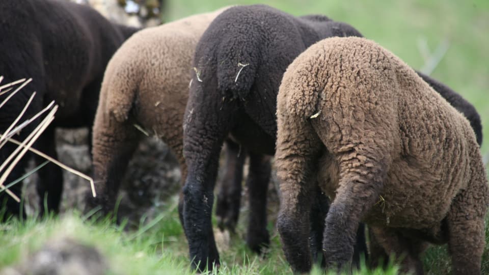 Schafe stehen nebeneinander, man sieht sie von hinten. 