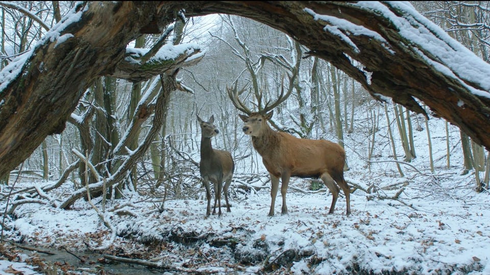 Eine Szene aus On Body and Soul: zwei Hirsche in einem verschneiten Wald.