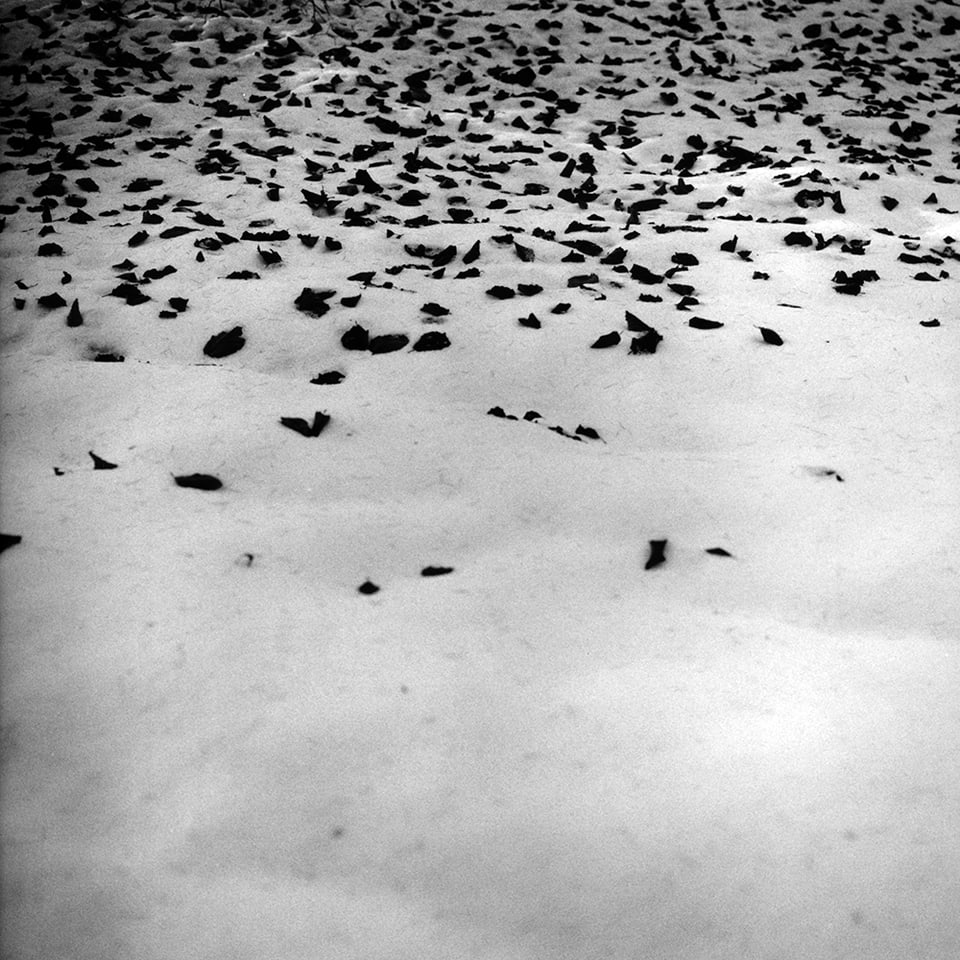 Ein Foto zeigt eine Schneedecke mit einigen Laubblättern.