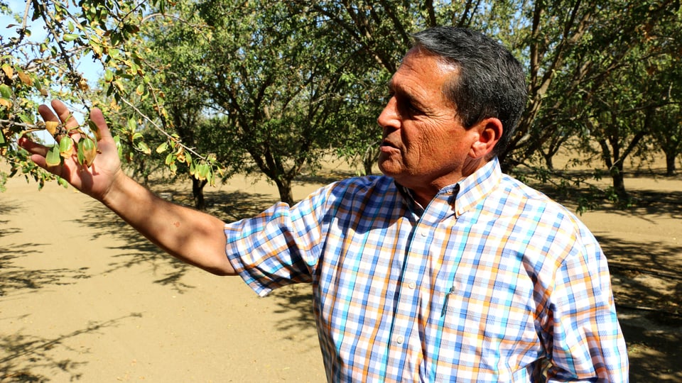 Bauer Mark Borba zeigt in der Dürre vertrocknete Blätter an einem seiner Mandelbäume in Kalifornien.