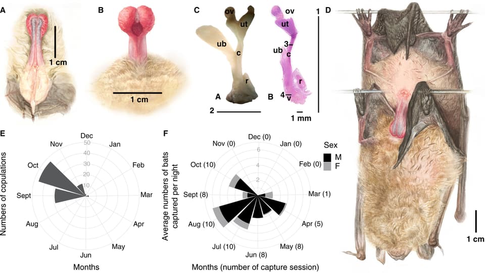 Wissenschaftliche Illustration des Paarungsverhaltens und der Genitalien einer männlichen Breitflügelfledermaus.