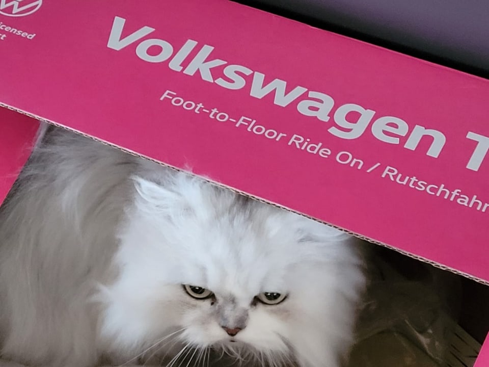 Weisse Perserkatze in Kartonschachtel mit Aufschrift «Volkswagen».