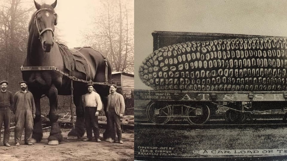 Fotomontage eines überdimensionierten Pferdes und einem riesigen Maiskolben auf einem Güterwagen.