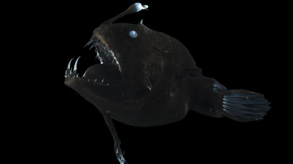 Dunkler Fisch mit grossem Maul und langen Zähnen, mit einem leuchtenden Ende an einem Fortsatz