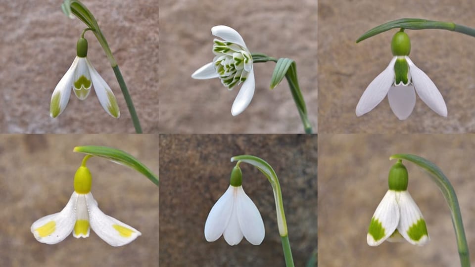 Verschiedene Schneeglöckchen