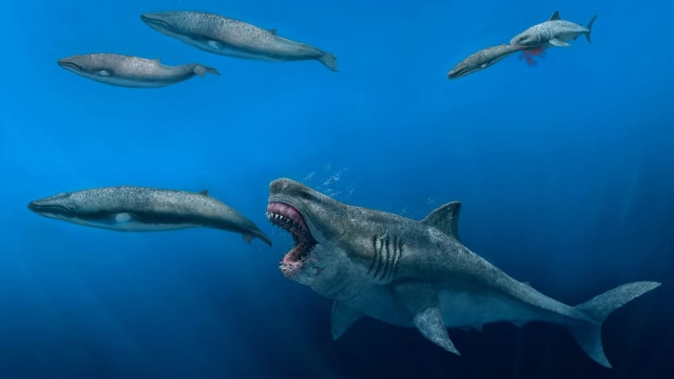 Auf dem Bild ist ein Megalodon zu sehen.