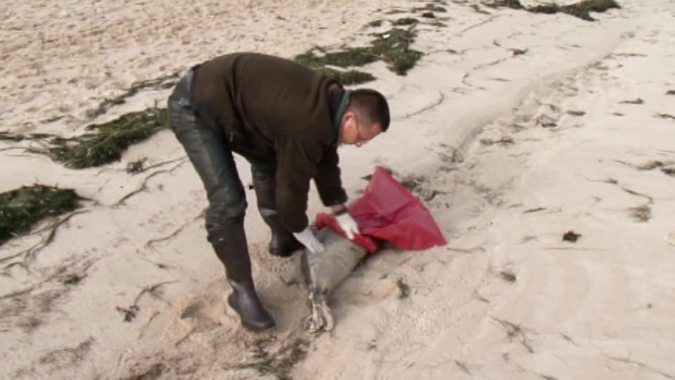 Mann packt toter Seehund in einen Sack.
