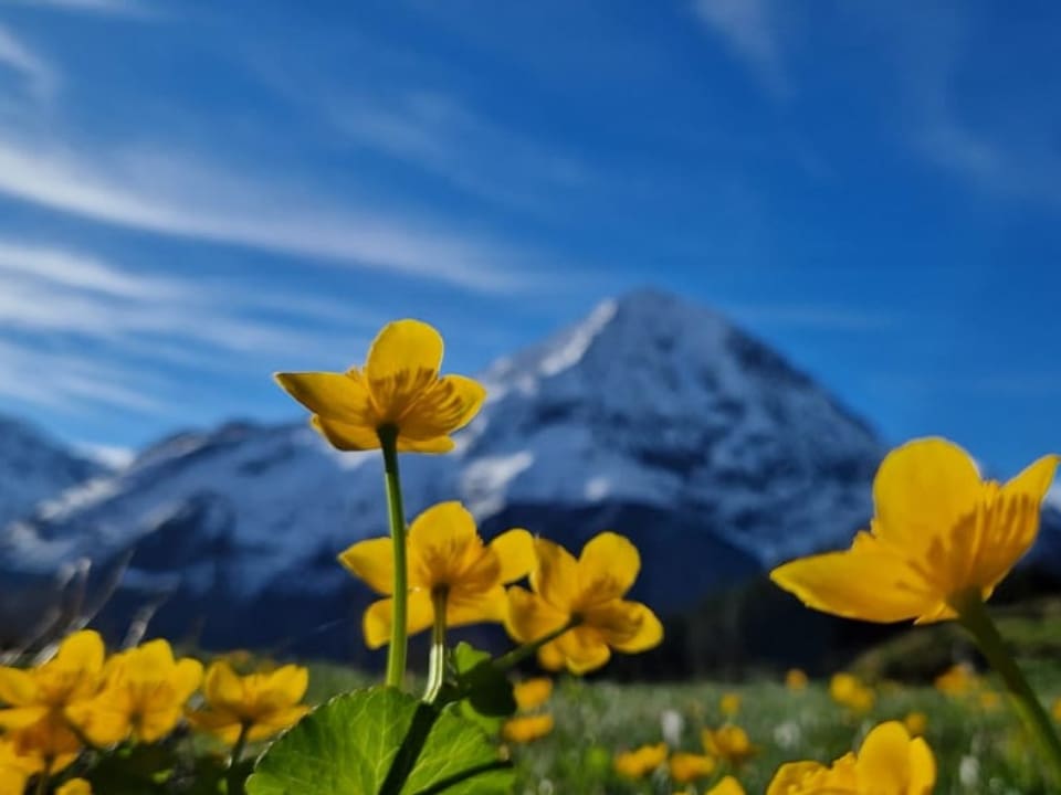 Gelbe Blüten und weiss verschneite Berge im Hintergrund mit blauem Himmel.