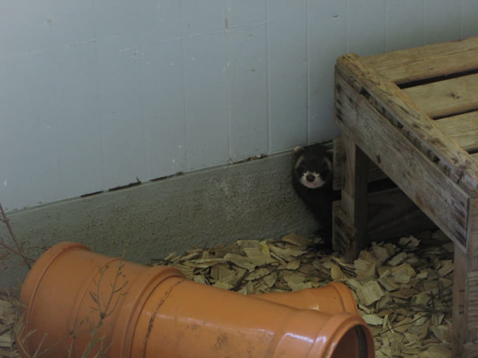 Ein verwaister Iltis wohnt zur Zeit in der Quarantänenbox im Tierpark Goldau.