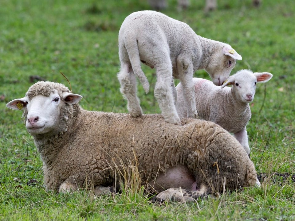 junge Schafe