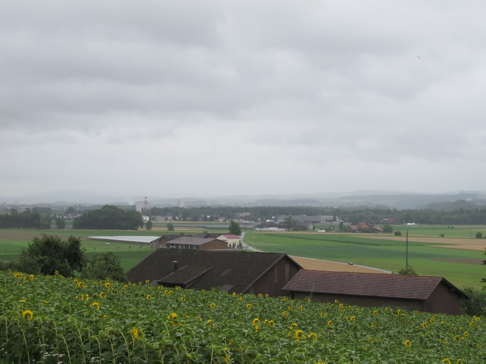 Im Vordergrund zeigt das Bild ein Sonnenblumenfeld, dahinter ist ein Bauernhof und die Felder des Thurtals zu sehen. Im Hintergrund zeichnen sich die Umrisse der Voralpen ab, es ist jedoch trüb. Im oberen Teil des Bildes ist es wolkengrau.