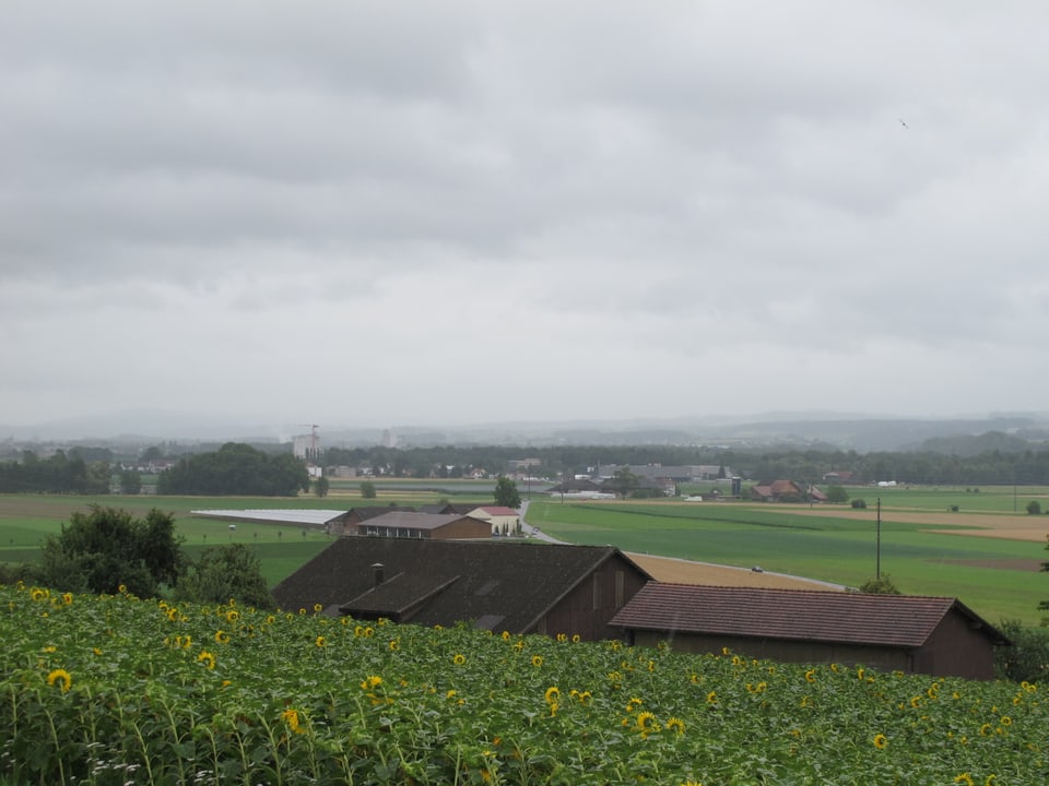 10. Juli Im Vordergrund zeigt das Bild ein Sonnenblumenfeld, dahinter ist ein Bauernhof und die Felder des Thurtals zu sehen. Im Hintergrund zeichnen sich die Umrisse der Voralpen ab, es ist jedoch trüb. Im oberen Teil des Bildes ist es wolkengrau.