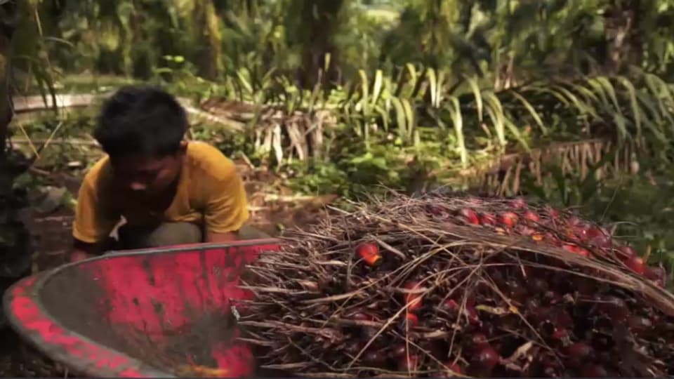Auf Palmölplantagen müssen auch Kinder schuften