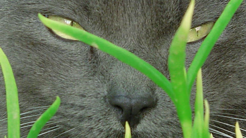 Gesicht einer Katze, die im Gras liegt
