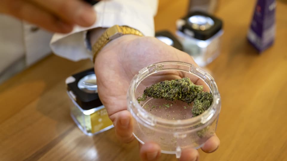 Eine Person hält eine offene Dose mit Cannabis in die Kamera