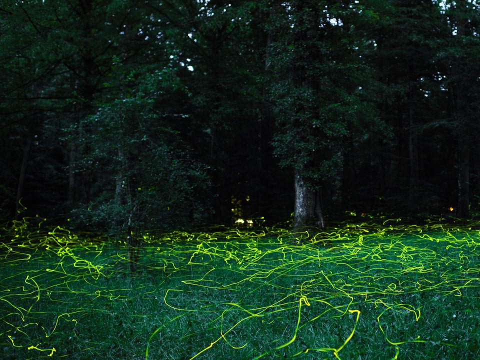Nachtbild von einem Waldrand. Unten in hellem grün leuchtende Spuren der Glühwürmchen.