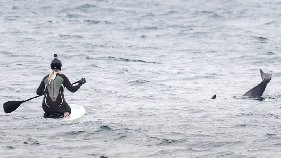 Delfin-Schwanzflosse neben Frau auf Standup-Paddelboard