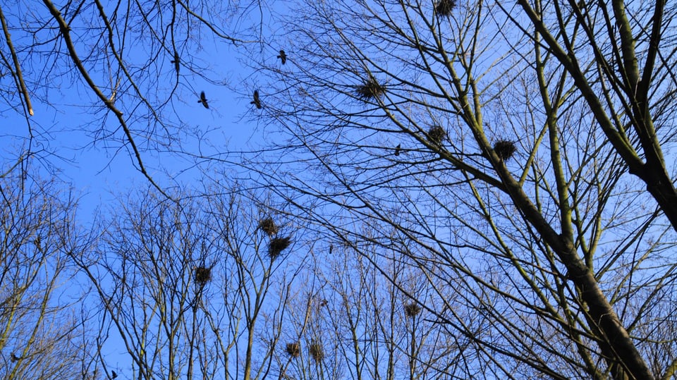 Saatkrähen-Nester in den Bäumen