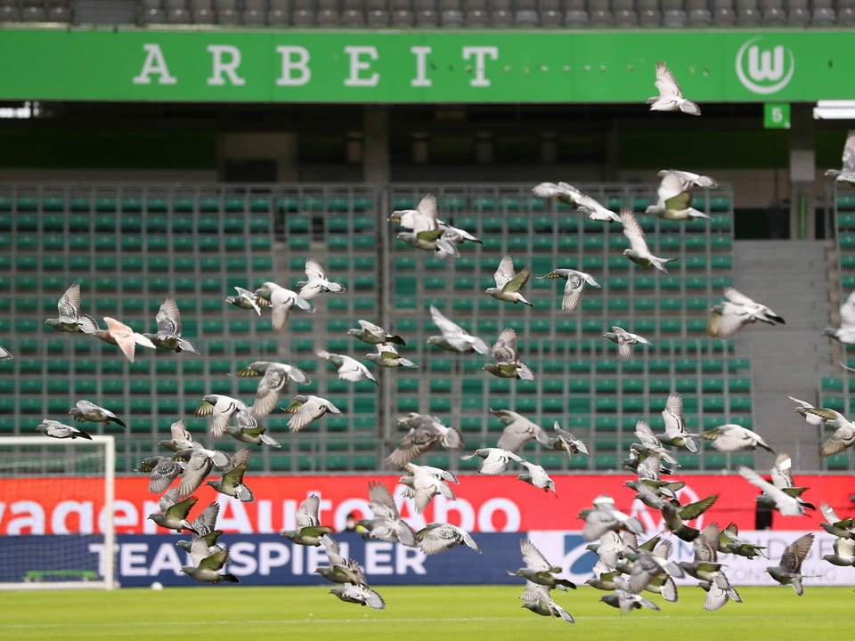 Tauben in Wolfsburgs Stadion