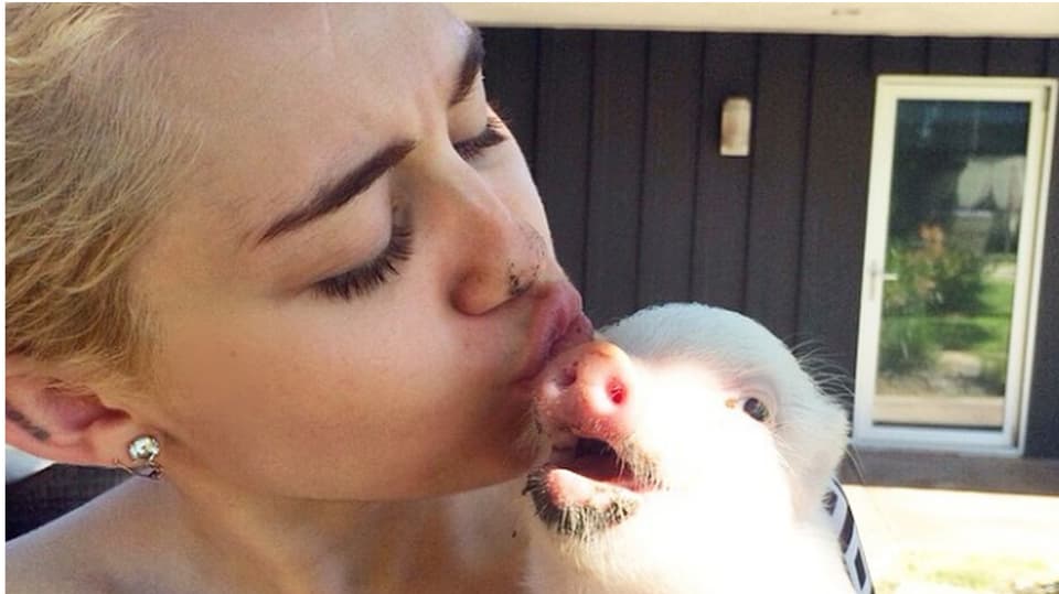 Miley Cyrus küsst das Babyschwein auf den Kopf.